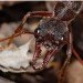 sustainable design, green design, packaging the future, green packaging, ants, natural packaging, eco design, biodegradable packaging, ant carapace