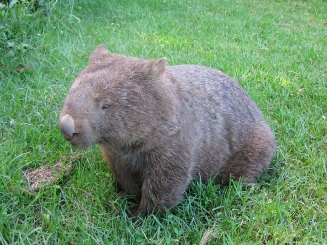 sustainable design, green design, packaging the future, green packaging, wombat, natural packaging, biology, ecology