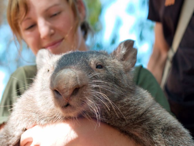 sustainable design, green design, packaging the future, green packaging, wombat, natural packaging, biology, ecology