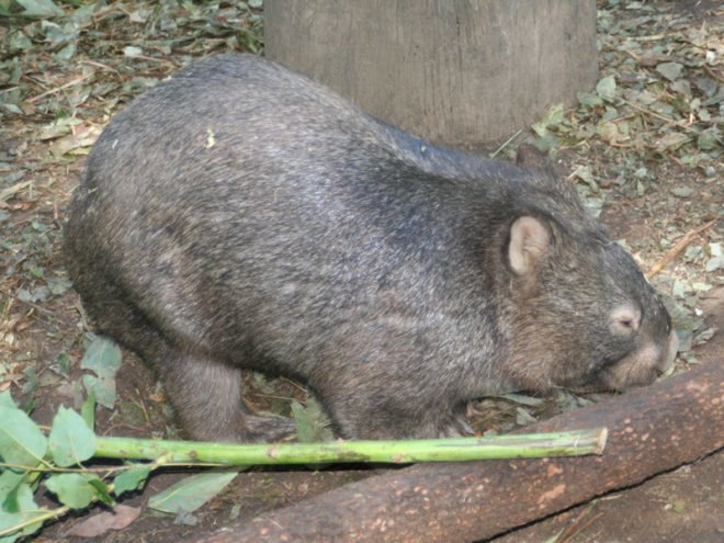 sustainable design, green design, packaging the future, green packaging, wombat, natural packaging, biology, ecology