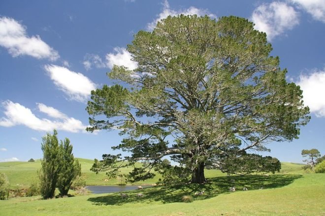 hobbiton, new zealand, lord of the rings, underground home, earthen home, green design