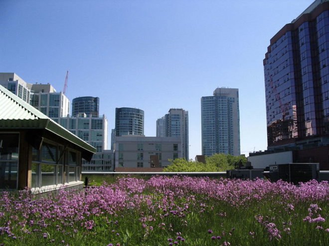 rainwater collection, green roof, how do green roofs work, how do green roofs help, new york green roof, new york green sidewalks, new york green spaces, michael bloomberg green initiatives, new york green initiatives, planyc