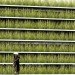 shinjuku gardens, cheungvogl, tokyo, parking garage, green roof, living green wall, green design, urban park