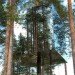 treehotel, sweden, prefab hotel, green building, sustainable architecture, eco hotel