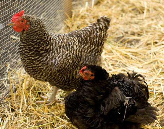 Home farming, chicken coops, humane chicken coops, green chicken coops, diy chicken coops, raising chickens, backyard chickens, hens, hen coops, Mitchell Snyder, Shelley Martin, Portland, yard chickens, rooftop gardens, living roof, organic farmic, organic eggs