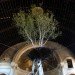 Shinji Turner-Yamamoto, Hanging Garden, sustainable design, green design, global tree project, eco art, gardening