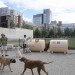 Cambridge, MIT, Spark Park Project, sustainable design, green design, poo power, renewable energy, dog poo power