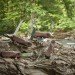 Wenger, EvoWood, Swiss Army Knife, sustainable design, green design, green pocket knife, sustainably harvested wood, certified wood