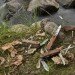 Wenger, EvoWood, Swiss Army Knife, sustainable design, green design, green pocket knife, sustainably harvested wood, certified wood