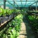 Jean-Michel Cousteau Resort, fiji, eco tourism, eco resort, sustainable architecture,