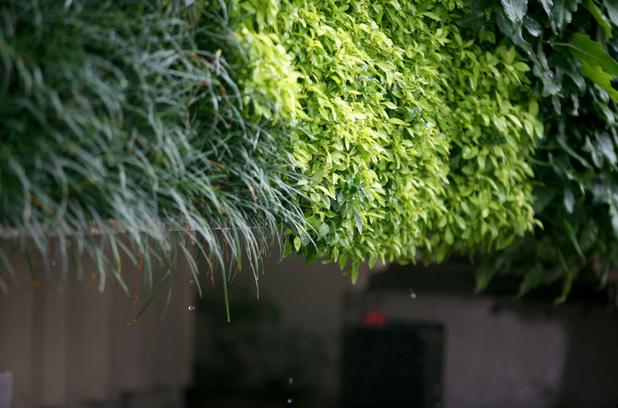 "Vartical garden", "living surface", tropical, garden, plants, art