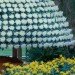 Crysanthemum, large plants, horitculture, how to grow plants in shapes, master horiculturalist, longwood gardens, botanical garden, greenhouse garden