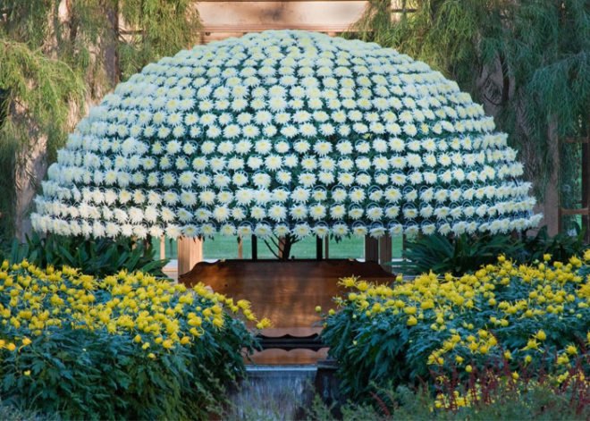 Crysanthemum, large plants, horitculture, how to grow plants in shapes, master horiculturalist, longwood gardens, botanical garden, greenhouse garden