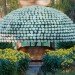 Crysanthemum, large plants, horitculture, how to grow plants in shapes, master horiculturalist, longwood gardens, botanical garden, greenhouse garden