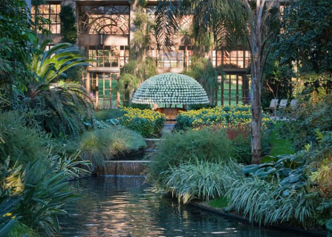Crysanthemum, large plants, horitculture, how to grow plants in shapes, master horiculturalist, longwood gardens, botanical garden, greenhouse garden