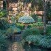 Crysanthemum, large plants, horitculture, how to grow plants in shapes, master horiculturalist, longwood gardens, botanical garden, greenhouse garden