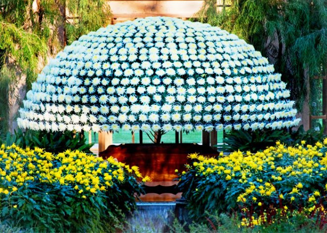 Crysanthemum,chrysanthemum, large plants, horitculture, how to grow plants in shapes, master horiculturalist, longwood gardens, botanical garden, greenhouse garden