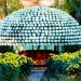 Crysanthemum,chrysanthemum, large plants, horitculture, how to grow plants in shapes, master horiculturalist, longwood gardens, botanical garden, greenhouse garden