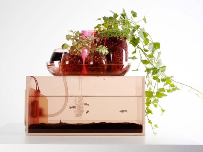 eco system, domestic ponds, symbiosis, natural filter, aquarium, blown glass, sustainable design, green design