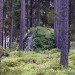 kolarbyn, eco tourism, green architecture, green roof, eco hotel, green hotel, camping, sweden, green hut, green design, sustainable travel, eco design