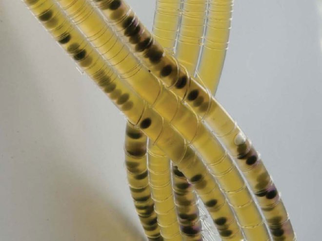 Craft x biology, domestication of biotechnologies, biochemistry, sustainable design, responsive textile, intelligent materials, human plant/aquatic interaction, biomimetics, 3-dimetional textiles