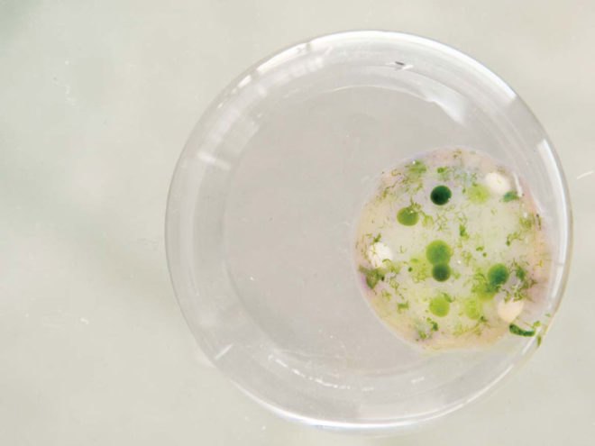 Craft x biology, domestication of biotechnologies, biochemistry, sustainable design, responsive textile, intelligent materials, human plant/aquatic interaction, biomimetics, 3-dimetional textiles