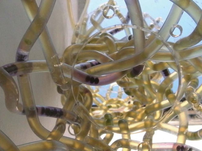 Craft x biology, domestication of biotechnologies, biochemistry, sustainable design, responsive textile, intelligent materials, human plant/aquatic interaction, biomimetics, 3-dimetional textiles