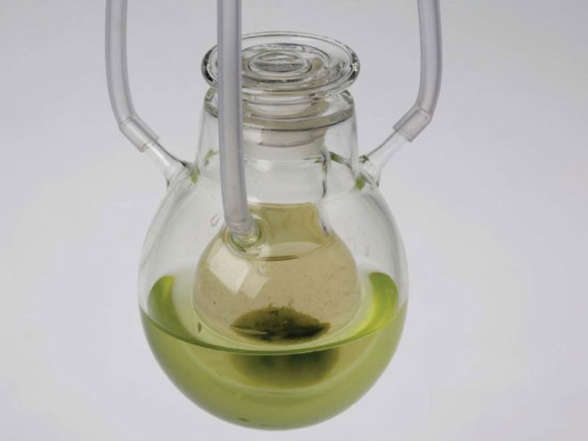 Craft x biology, domestication of biotechnologies, biochemistry, sustainable design, responsive textile, intelligent materials, human plant/aquatic interaction, biomimetics, 3-dimetional textiles
