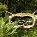 soneva kiri, six senses resort, eco resort, green resort, eco vacation, green vacation, eco design, green design, sustainable design, tree pods