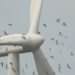 wind turbines purple, loughborough university, birds wind turbines, bats wind turbines, wind turbine colour