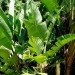 packaging the future, green packaging, natural packaging, sustainable design, green design, banana leave packaging, eating with banana leaves, green food packaging
