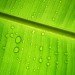 packaging the future, green packaging, natural packaging, sustainable design, green design, banana leave packaging, eating with banana leaves, green food packaging
