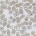 nasa discovers new form of life, new form of life, phosphorous building blocks, arsenic building blocks, arsenic form of life, new life discovery, green energy innovation, nasa discovery