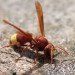 graetzel cell, organic solar cell, solar cell, wasp, wasp solar cell, xanthopterin, oriental hornet solar cell