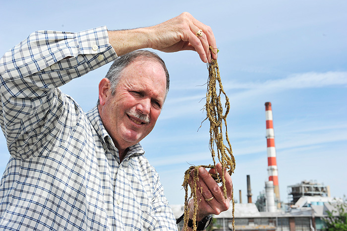 charles yarish stamford, charles yarish seaweed, charles yarish ocean approved, seaweed water purification, yarish stamford water purification