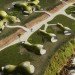 dante bini, nicolo bini, green home, eco home, grass roof, green roof, green design, eco design, sustainable architecture, eco architecture, green architecture, binishell, bini shell, binishells