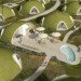 dante bini, nicolo bini, green home, eco home, grass roof, green roof, green design, eco design, sustainable architecture, eco architecture, green architecture, binishell, bini shell, binishells