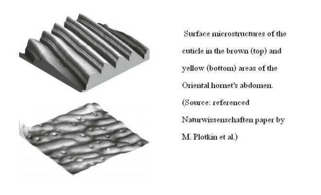 graetzel cell, organic solar cell, solar cell, wasp, wasp solar cell, xanthopterin, oriental hornet solar cell