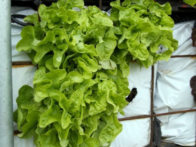 Eathouse, edible architecture, Stuurlui Stedenbouw, Atelier GRAS!, sustainable design, green design, urban agriculture, vertical farm house