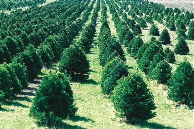 potted Christmas tree, live Christmas tree, rent a Christmas tree, plant Christmas tree, Christmas tree regional species, green Christmas tree