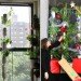 windowfarms, urban gardening, the windowfarms project, indoor garden, recycled materials, sustainable design, green design, diy hanging garden