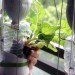 windowfarms, urban gardening, the windowfarms project, indoor garden, recycled materials, sustainable design, green design, diy hanging garden