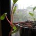 windowfarms, urban gardening, the windowfarms project, indoor garden, recycled materials, sustainable design, green design, diy hanging garden