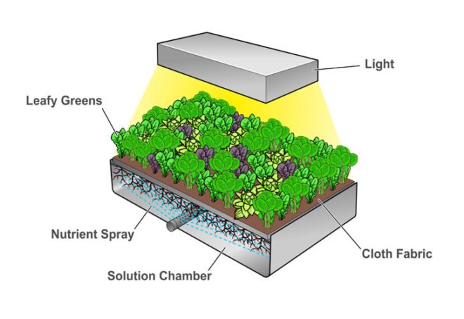 hydroponic farm, hydroponic vegetables, grow hydroponic vegetables, aerofarm, saudi arabia farm