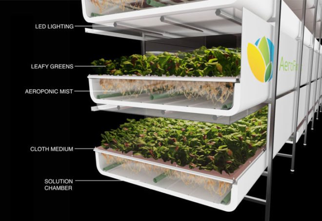 hydroponic farm, hydroponic vegetables, grow hydroponic vegetables, aerofarm, saudi arabia farm
