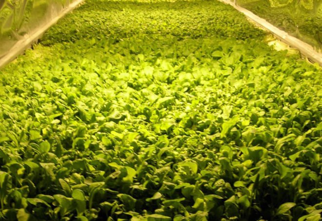 hydroponic farm, hydroponic vegetables, grow hydroponic vegetables, aerofarm, saudi arabia farm
