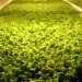 hydroponic farm, hydroponic vegetables, grow hydroponic vegetables, aerofarm, saudi arabia farm