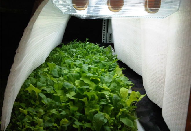 hydroponic farm, hydroponic vegetables, grow hydroponic vegetables, aerofarm, saudi arabia farm