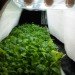 hydroponic farm, hydroponic vegetables, grow hydroponic vegetables, aerofarm, saudi arabia farm