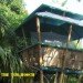 bamboo architecture, eco architecture, bamboo, bamboo treehouse, treehouse, tree house, eco design, green design, sustainable design, hooch, bamboo hooch, luna hooch, sunset hooch, jo scheer, bamboo house, green home, green house